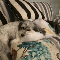 Haven Lake Animal Hospital ico