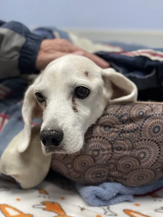 Haven Lake Animal Hospital 8