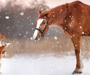 WinstarRx