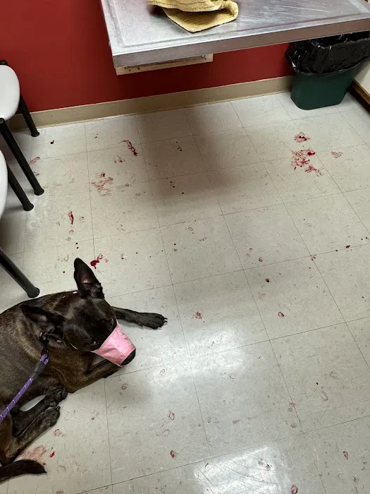 Delmarva Animal Emergency Center 1