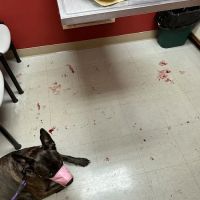 Delmarva Animal Emergency Center ico