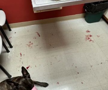 Delmarva Animal Emergency Center