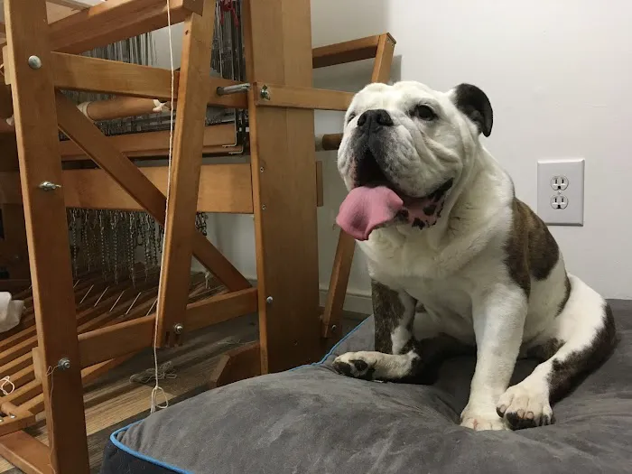 Delmarva Animal Emergency Center 5