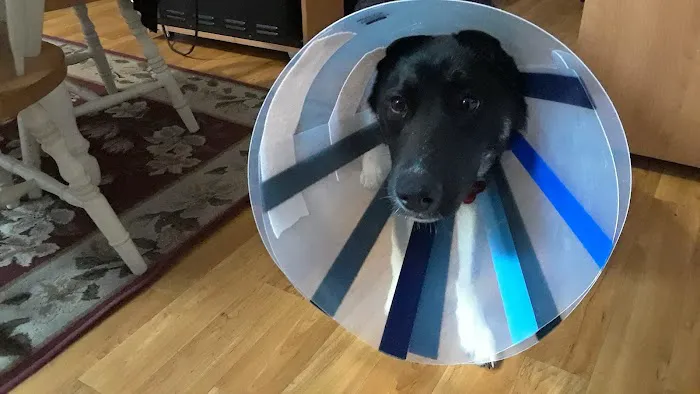 Delmarva Animal Emergency Center 10