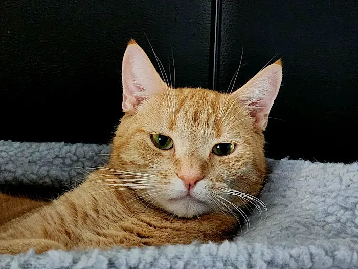 Four Paws Animal Hospital 6