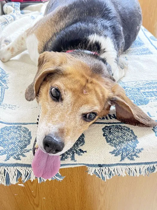 Four Paws Animal Hospital 4