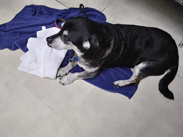 Four Paws Animal Hospital 3