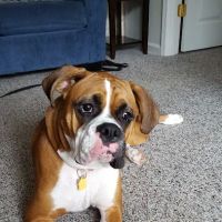 Four Paws Animal Hospital ico