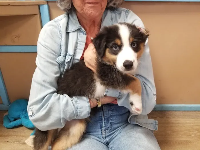 Four Paws Animal Hospital 8