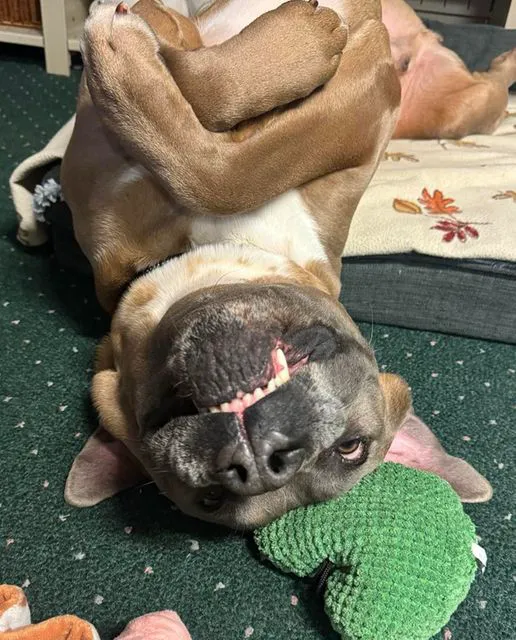 Seaford Animal Hospital 10