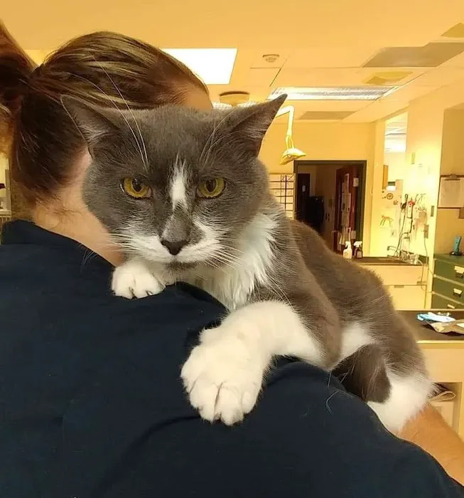 Seaford Animal Hospital 6