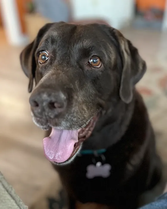 Georgetown Animal Hospital 1