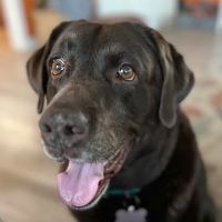 Georgetown Animal Hospital ico