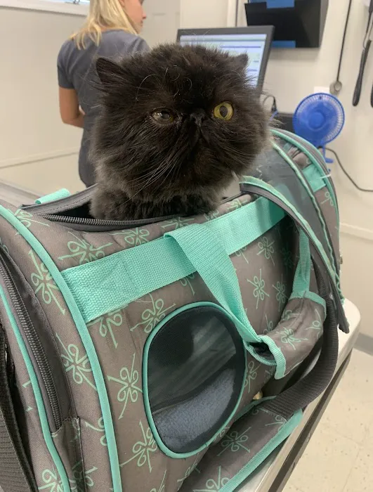 Georgetown Animal Hospital 10