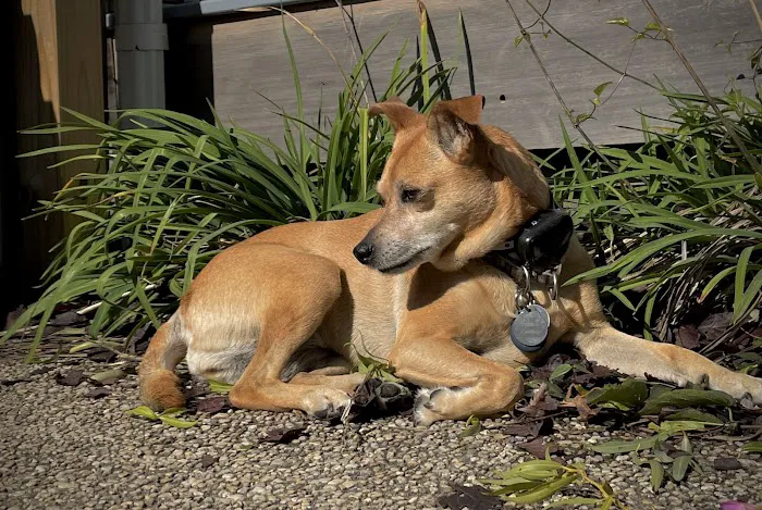 Georgetown Animal Hospital 8