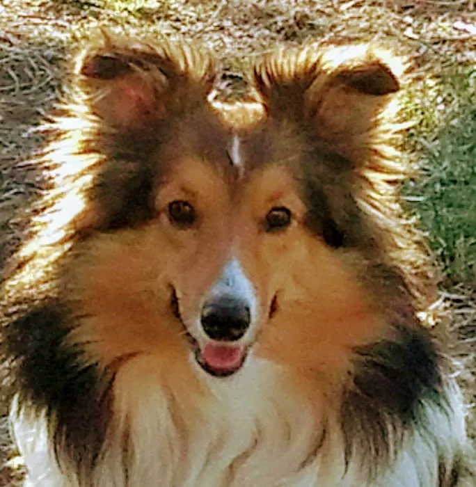 Eastern Shore Veterinary Hospital 2