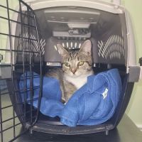 Eastern Shore Veterinary Hospital ico