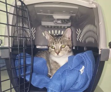Eastern Shore Veterinary Hospital