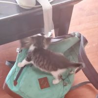 Governor's Avenue Animal Hospital: Foor James C DVM ico