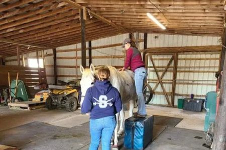 Delmarva Equine Clinic