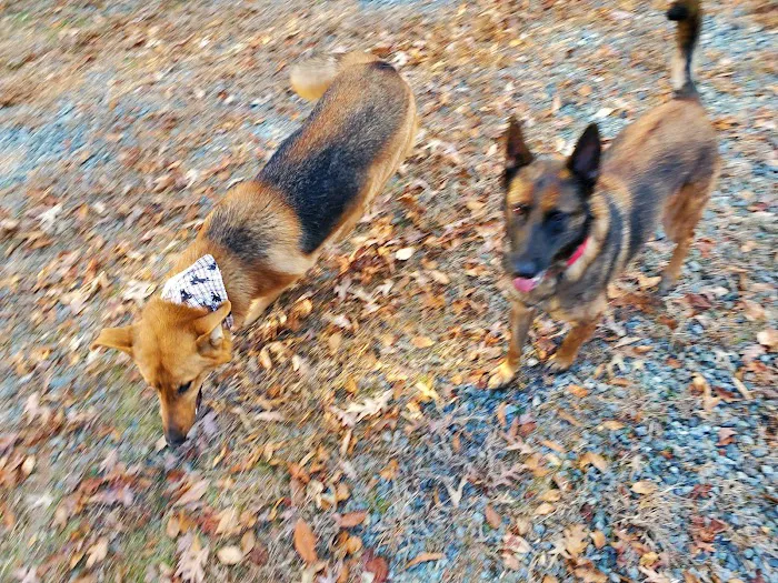 Dover AFB Veterinary Treatment Facility 4