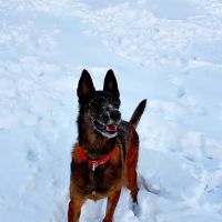 Dover AFB Veterinary Treatment Facility ico