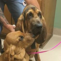 Gloucester Veterinary Hospital ico