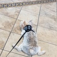 VCA Anderson's Corner Animal Hospital ico