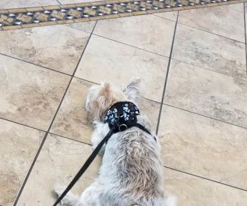 VCA Anderson's Corner Animal Hospital