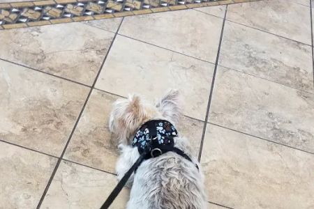 VCA Anderson's Corner Animal Hospital