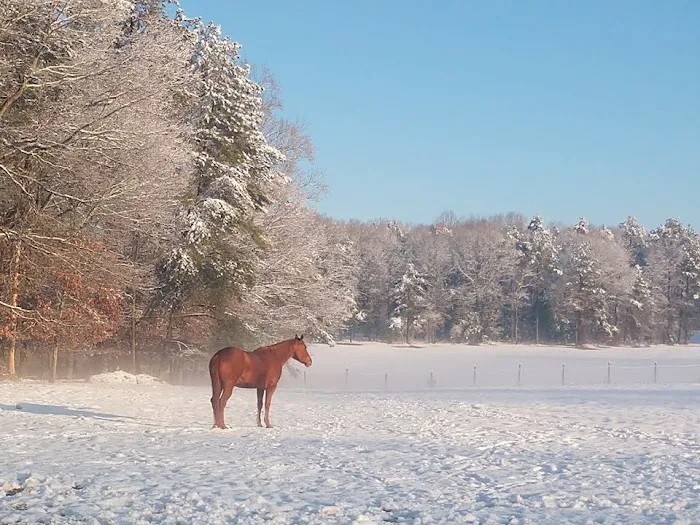 Tidewater Equine Clinic & Farm Animal Services 6