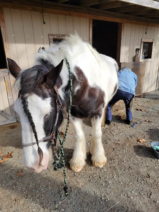 Tidewater Equine Clinic & Farm Animal Services 5