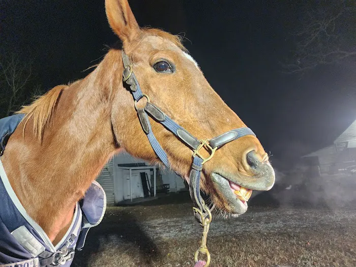 Tidewater Equine Clinic & Farm Animal Services 3