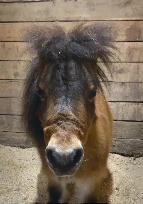 Tidewater Equine Clinic & Farm Animal Services 4