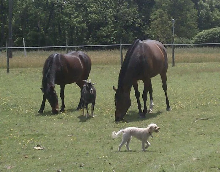 Tidewater Equine Clinic & Farm Animal Services 8