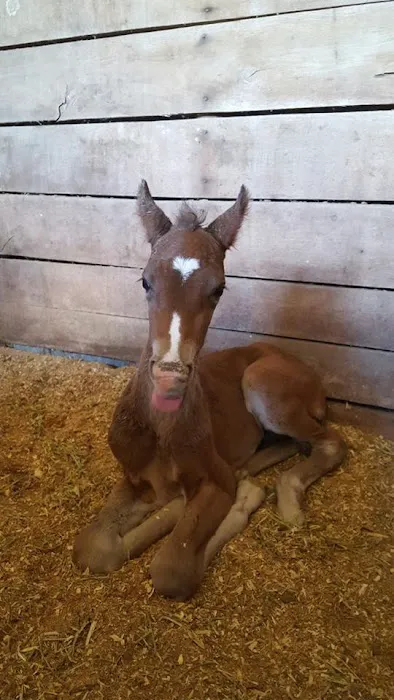 Tidewater Equine Clinic & Farm Animal Services 7