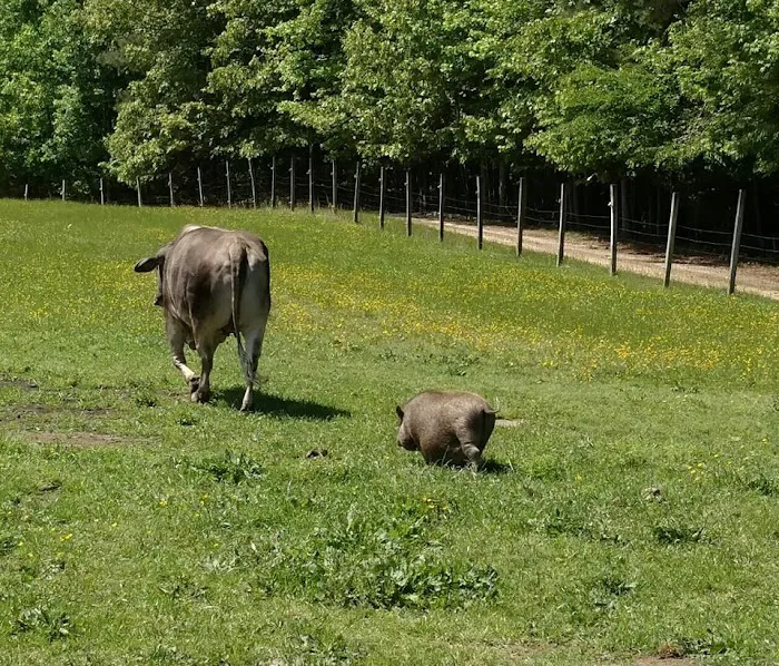 Tidewater Equine Clinic & Farm Animal Services 10