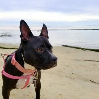 All Creatures Animal Clinic ico