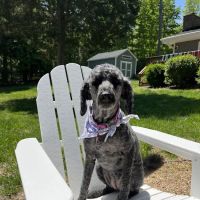 Noah's Ark Veterinary Hospital ico