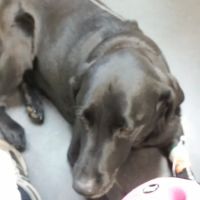 Gussman Ruth M DVM ico