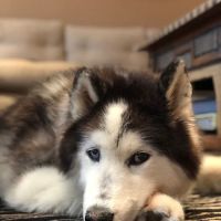 Jolly Pond Veterinary Hospital ico