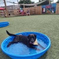 King William Veterinary Clinic ico