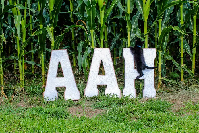 Aylett Animal Hospital 8