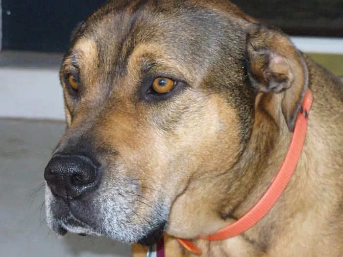 Aylett Animal Hospital 7