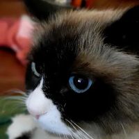 New Kent Animal Hospital: Broz Kelly L DVM ico