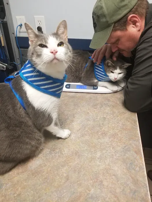 VCA New Kent Animal Hospital 5