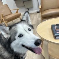 Veterinary Specialists Of Hanover ico