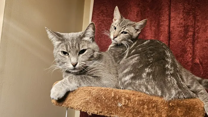 Fixin' to Save Spay & Neuter Clinic 1