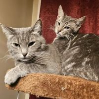 Fixin' to Save Spay & Neuter Clinic ico
