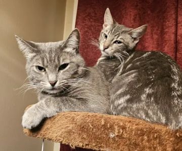 Fixin' to Save Spay & Neuter Clinic